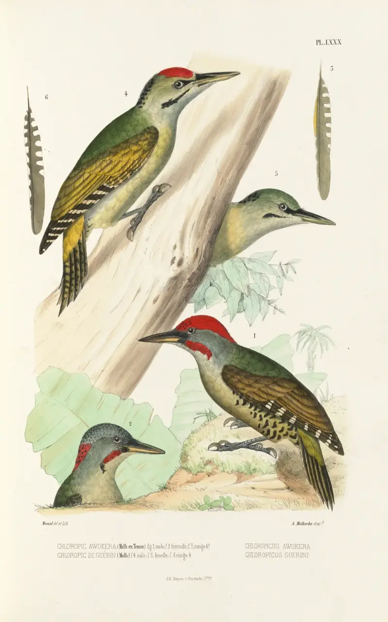 Monographie des picidées pl19 av Alfred Malherbe