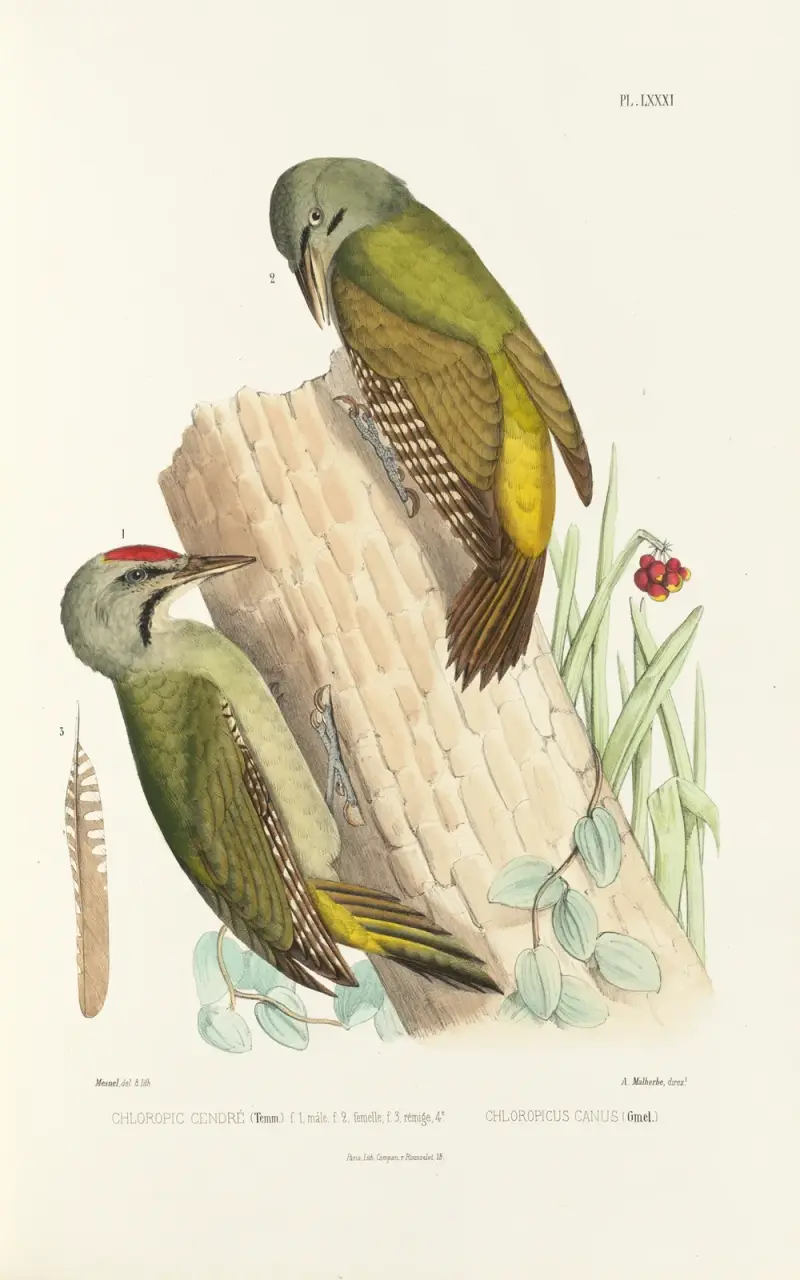 Monographie des picidées pl20 av Alfred Malherbe