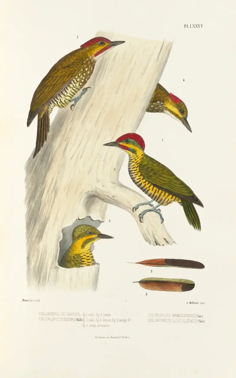 Monographie des picidées pl24 av Alfred Malherbe