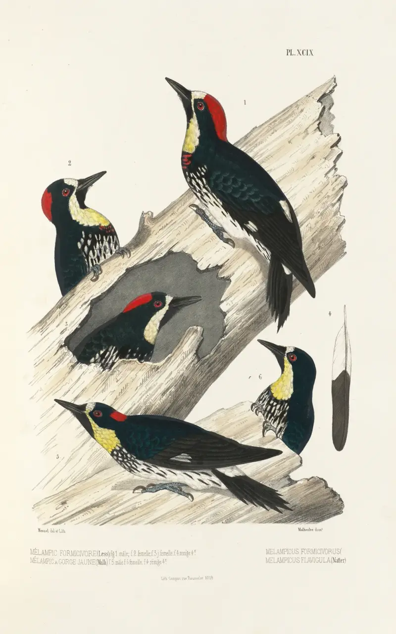 Monographie des picidées pl28 av Alfred Malherbe