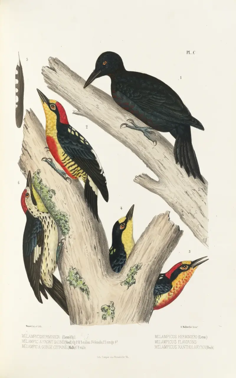 Monographie des picidées pl29 av Alfred Malherbe