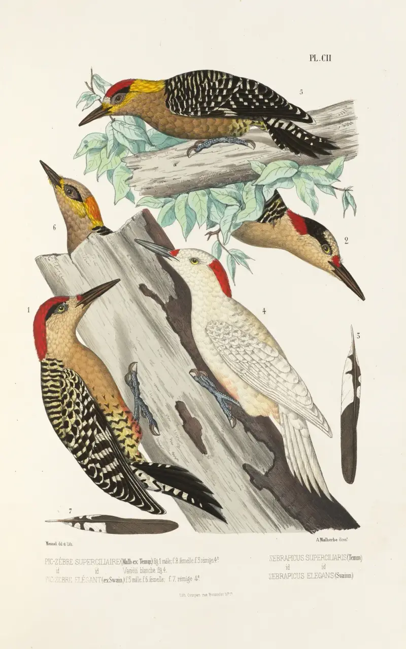 Monographie des picidées pl31 av Alfred Malherbe