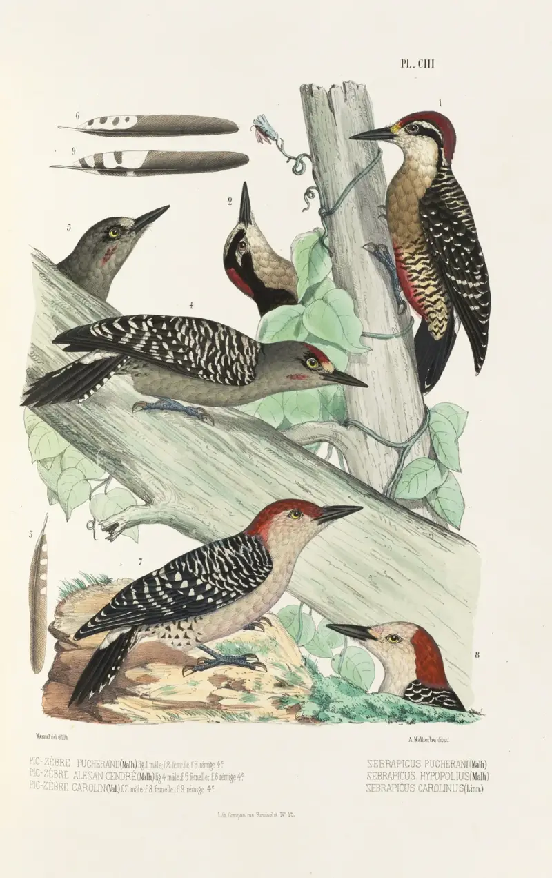 Monographie des picidées pl32 av Alfred Malherbe