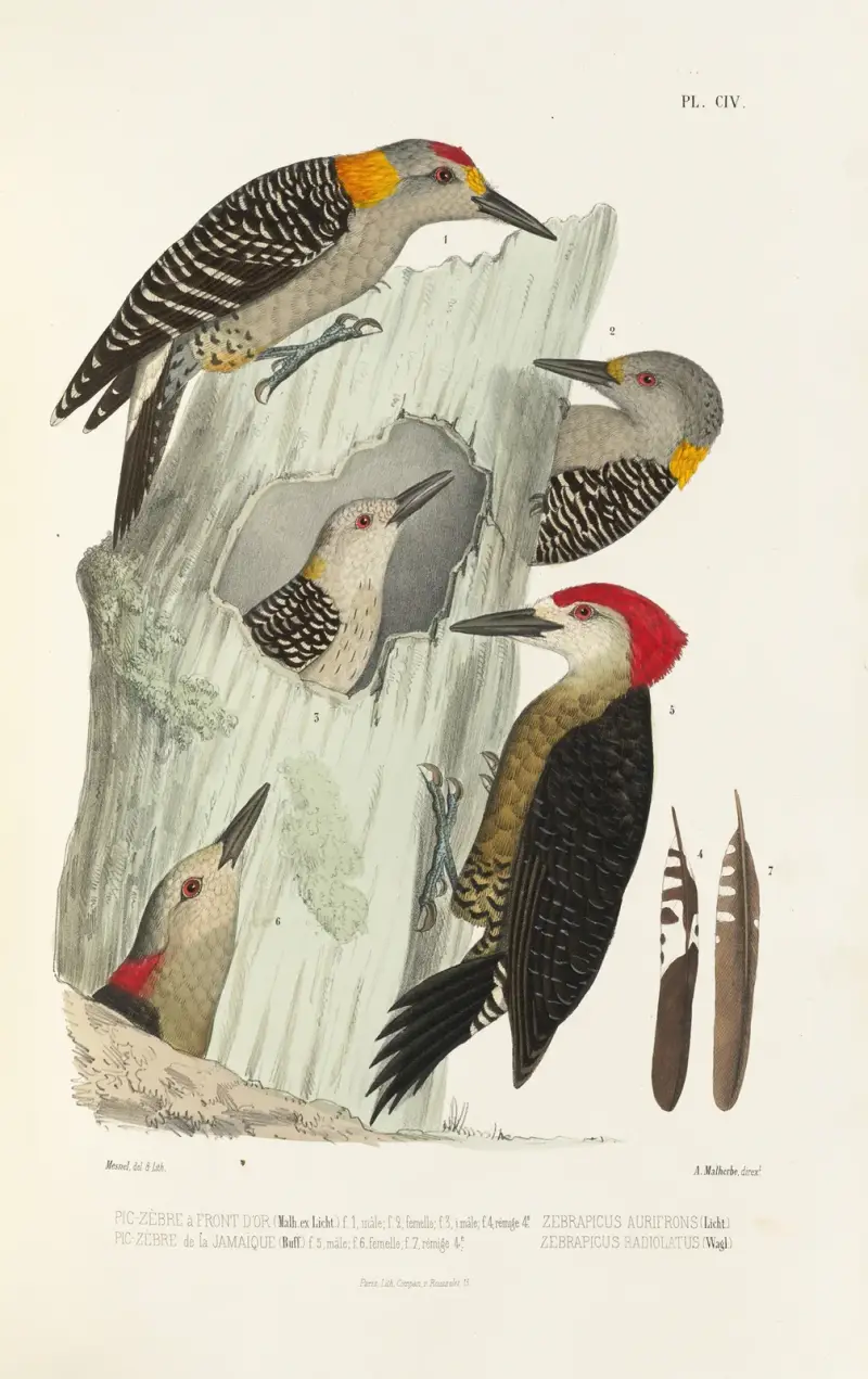 Monographie des picidées pl33 av Alfred Malherbe