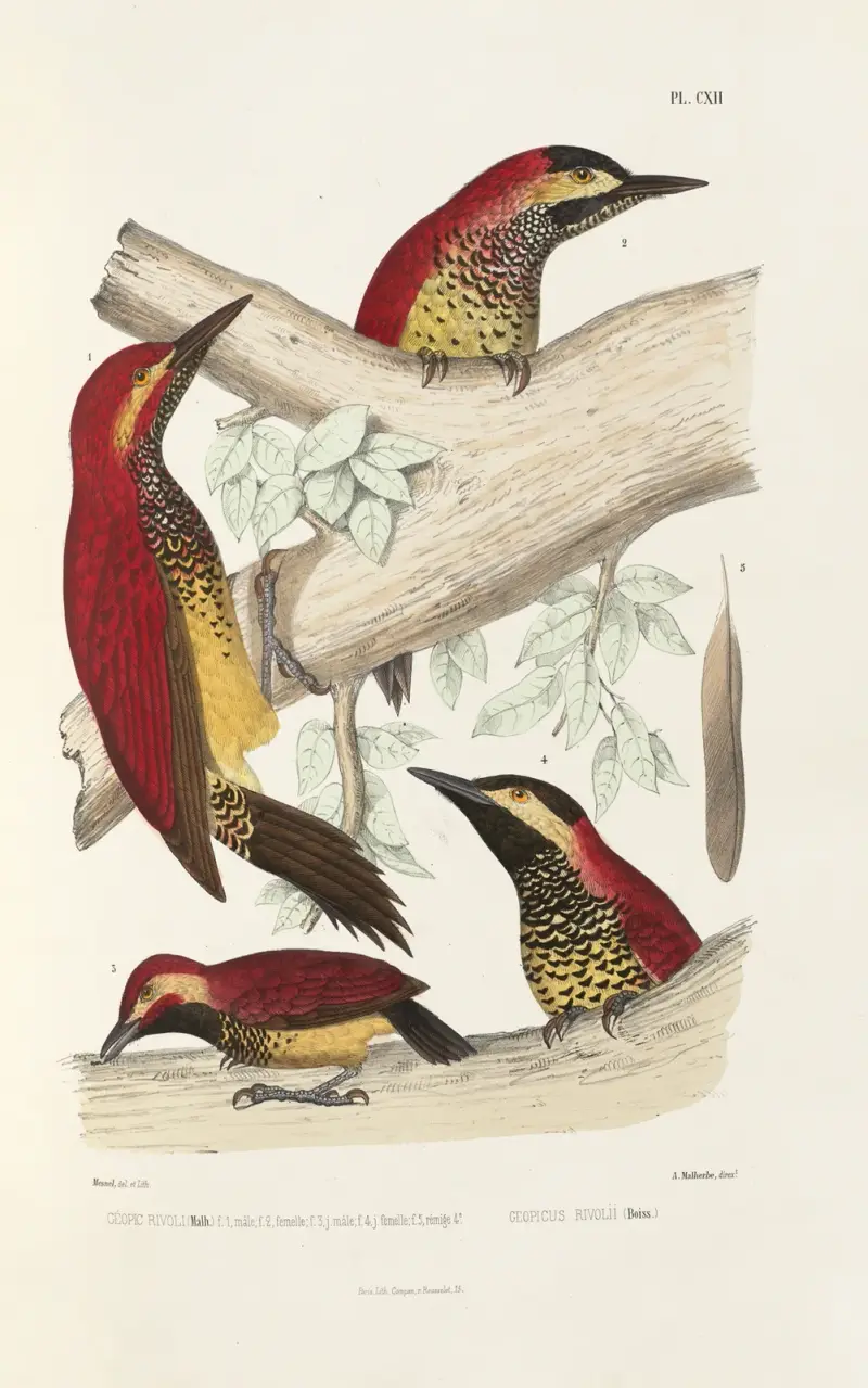Monographie des picidées pl41 av Alfred Malherbe