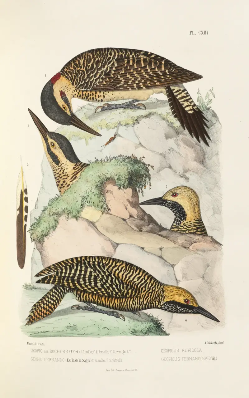 Monographie des picidées pl42 av Alfred Malherbe