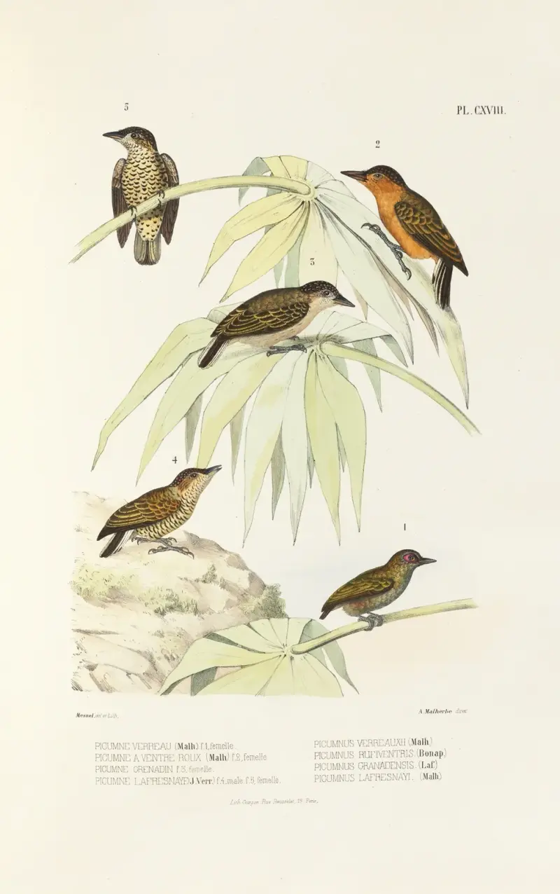 Monographie des picidées pl47 av Alfred Malherbe