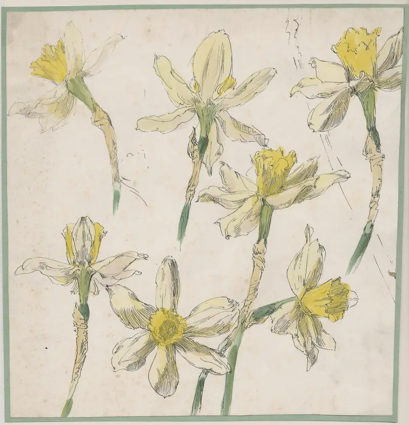 Blomstudie av trumpetnarciss eller den gula narcissen av Alfred Ost