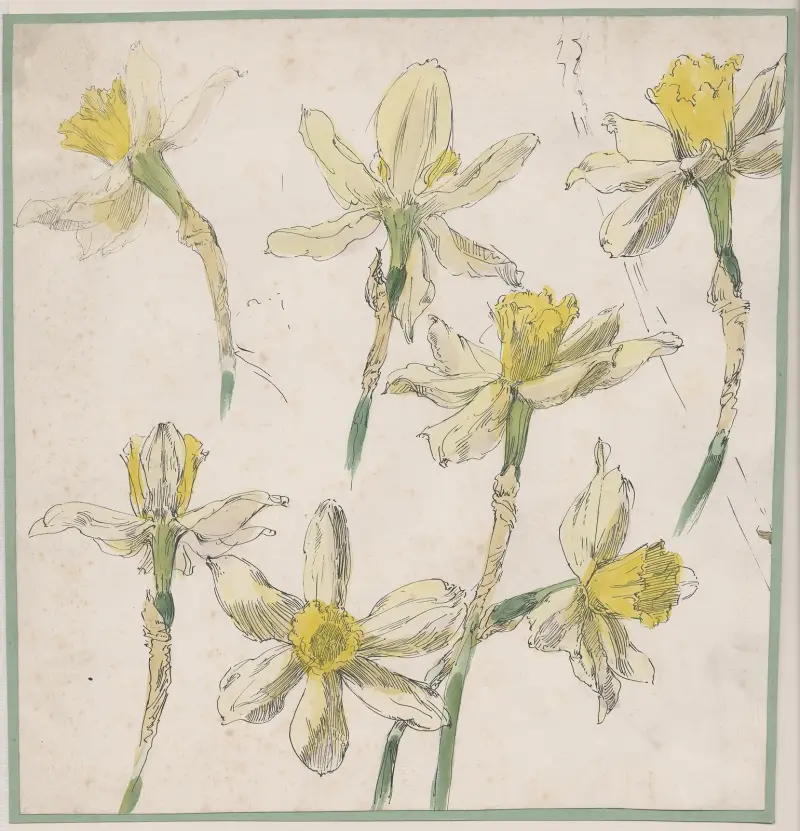 Blomstudie av trumpetnarciss eller gul narcis av Alfred Ost