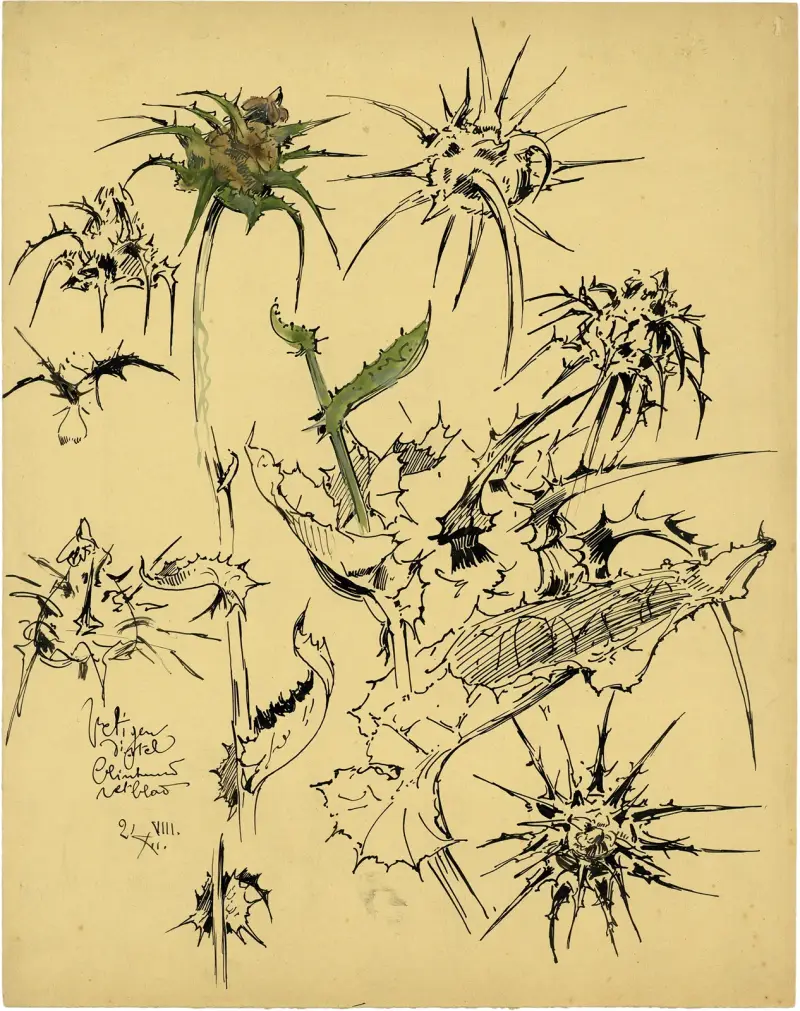 Distel, 2. Sorte von Alfred Ost