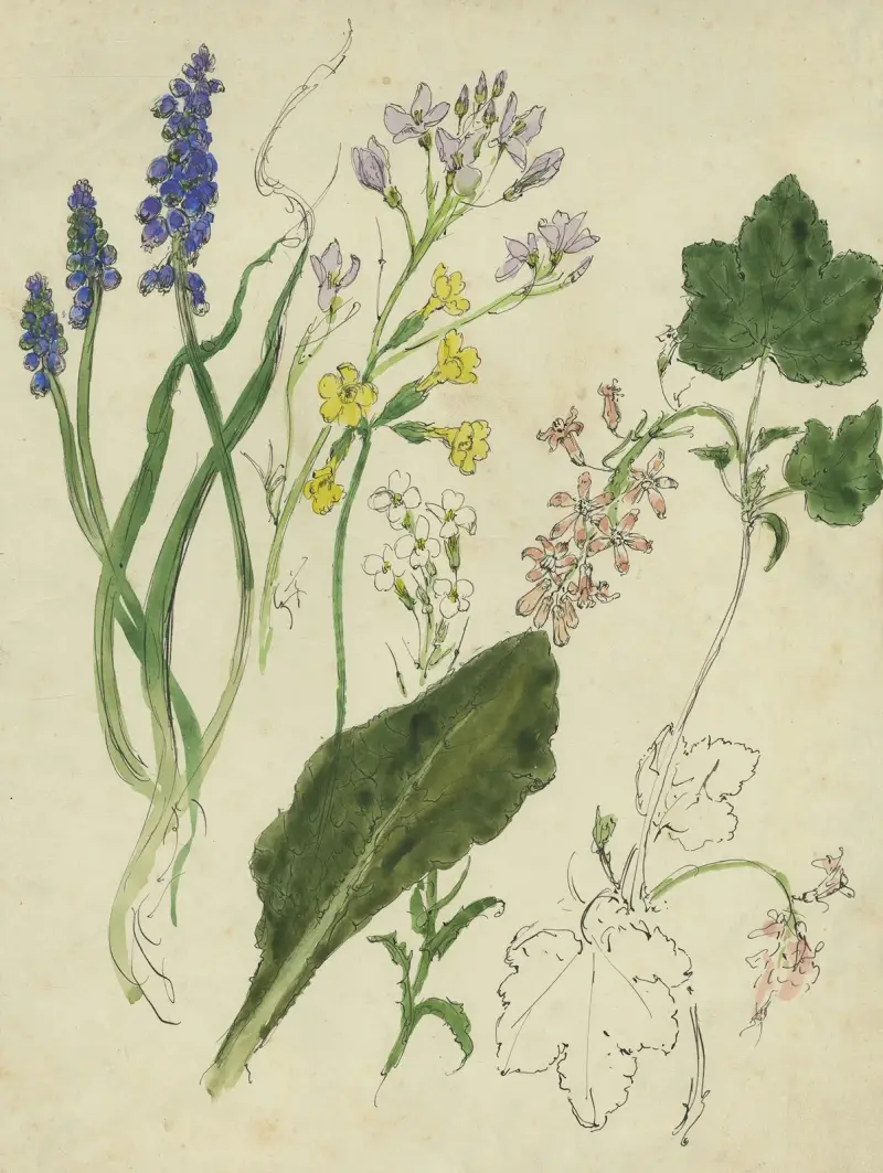 Duvhyacint, pingstblomma, slanke nyckelblomma, randjesblomma och röd vinbärsbuske av Alfred Ost