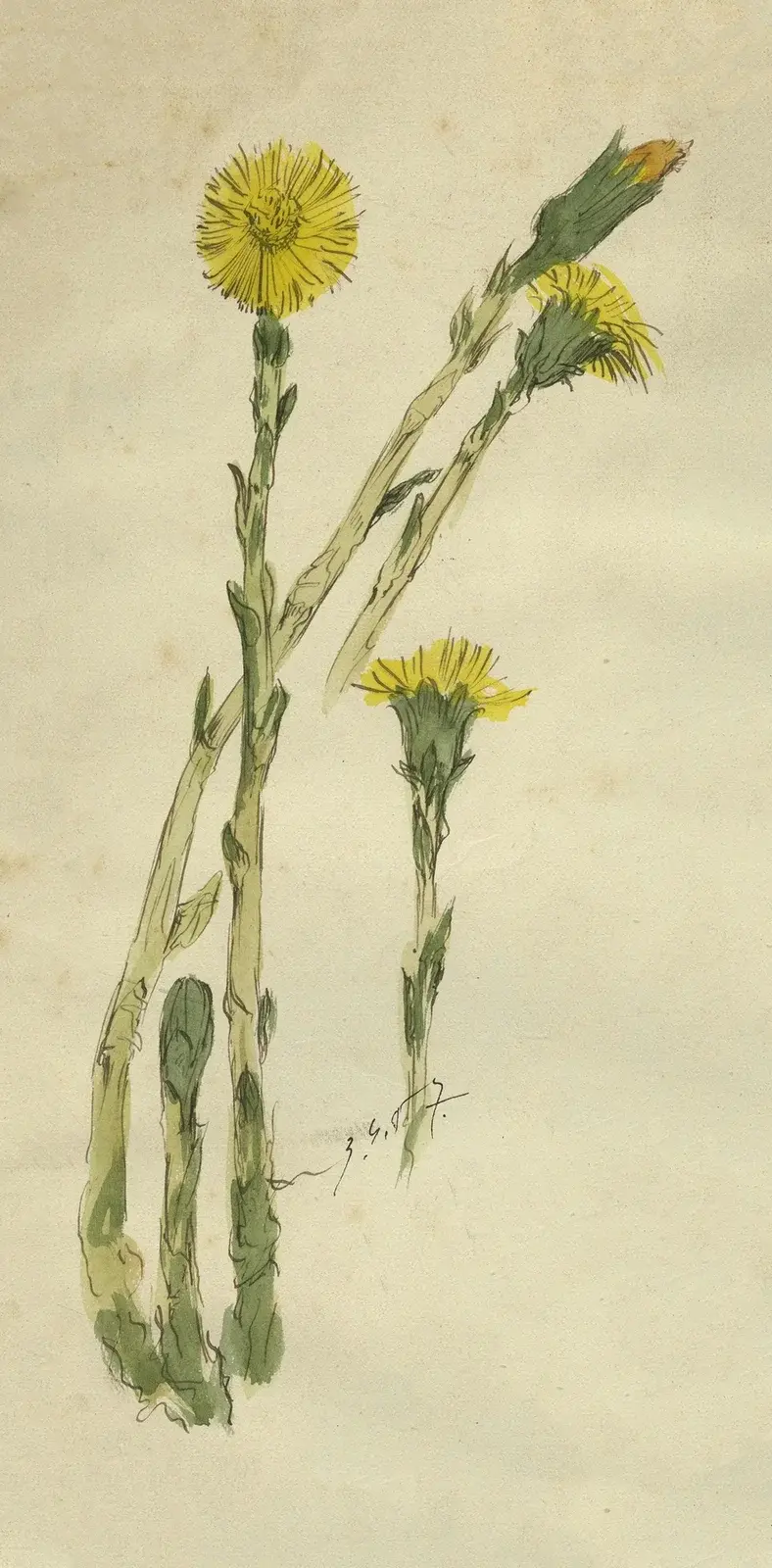 Klein hoefblad av Alfred Ost
