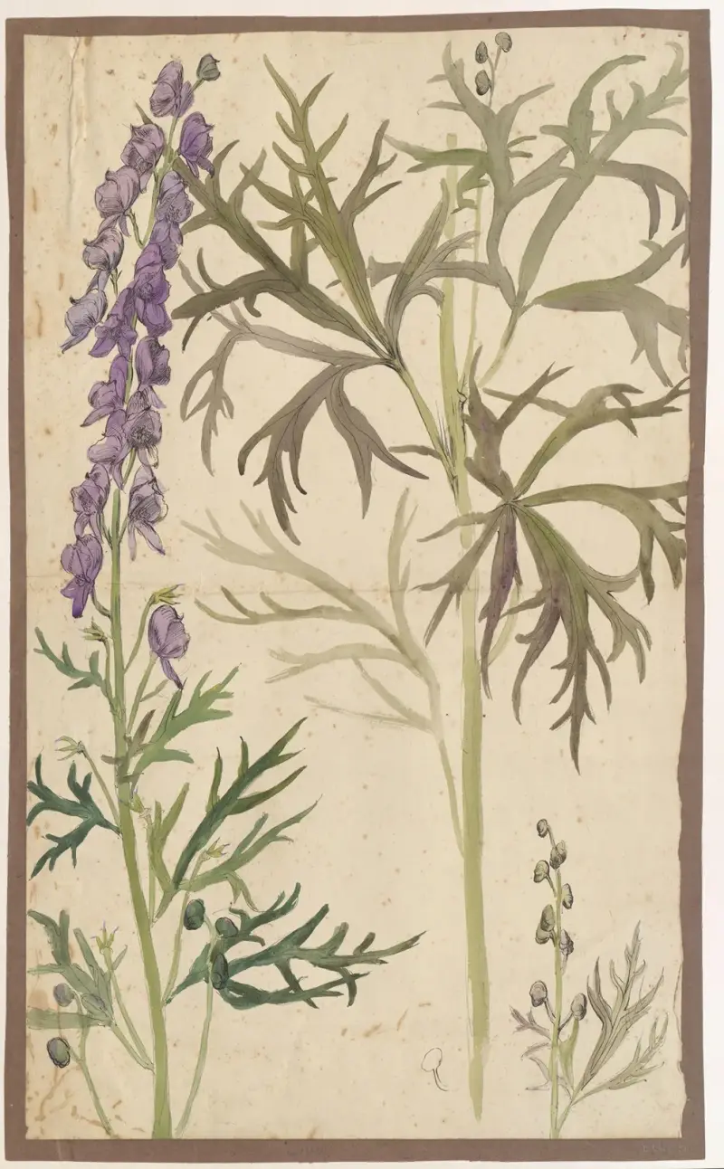 Monkshood av Alfred Ost