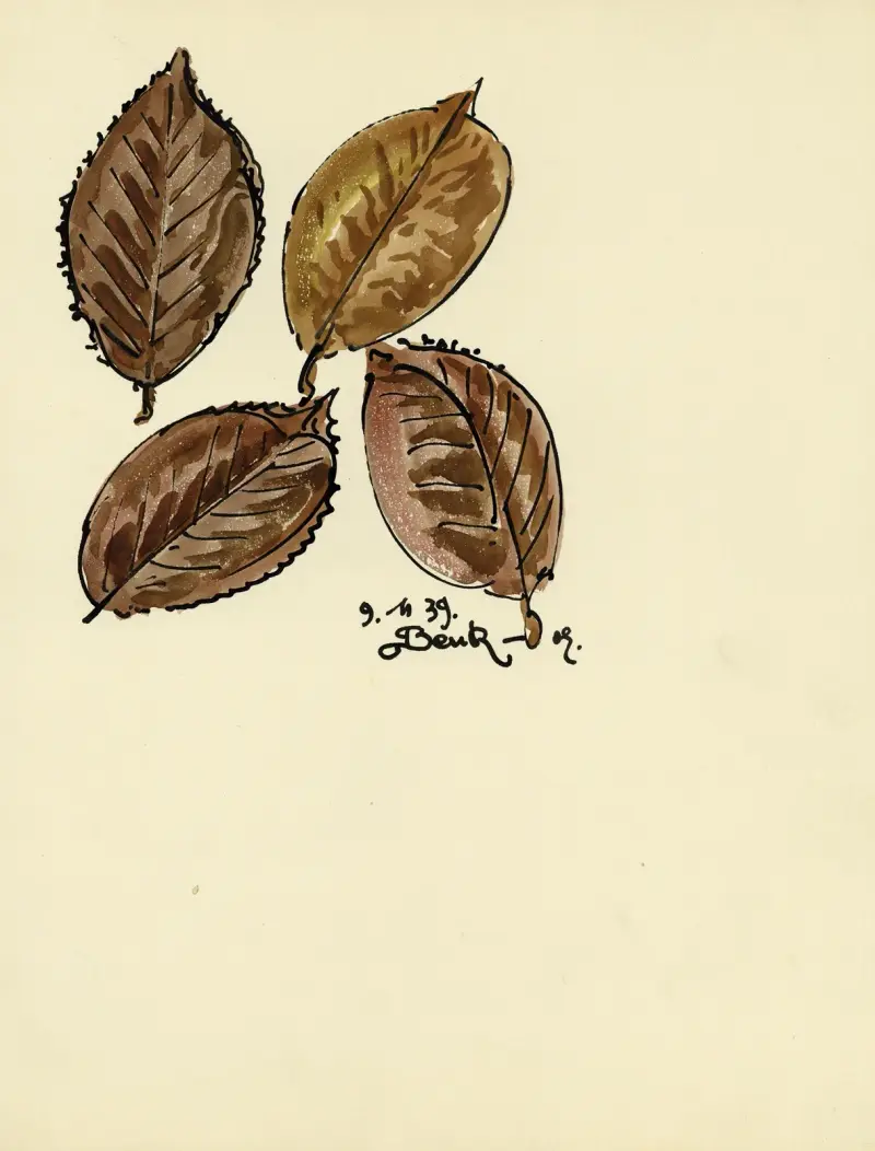 Planten av Alfred Ost