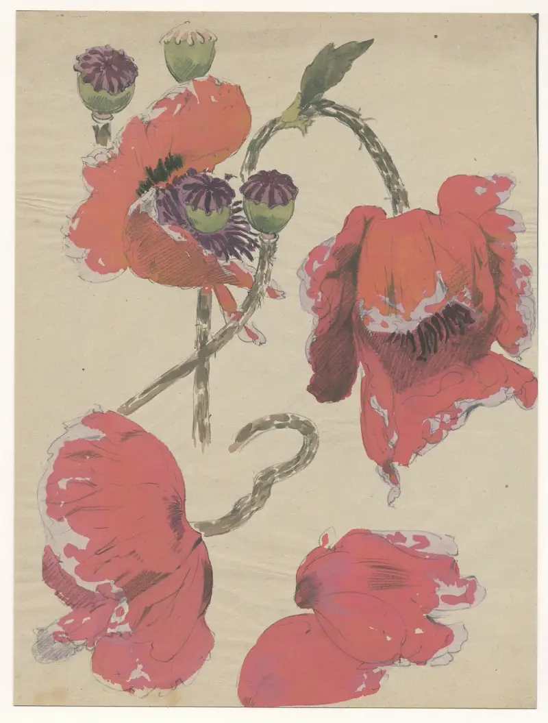 Riesenmohn, 1902 von Alfred Ost