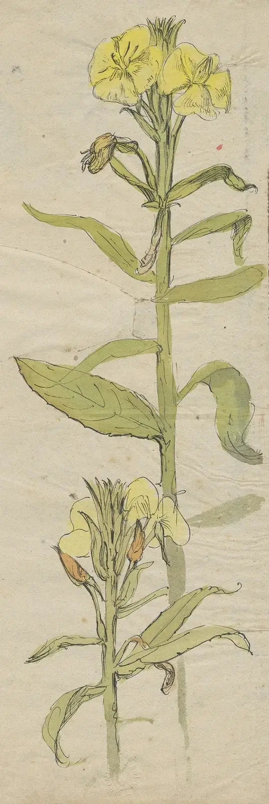 Teunisbloem (Oenothera Lamarckiana) av Alfred Ost