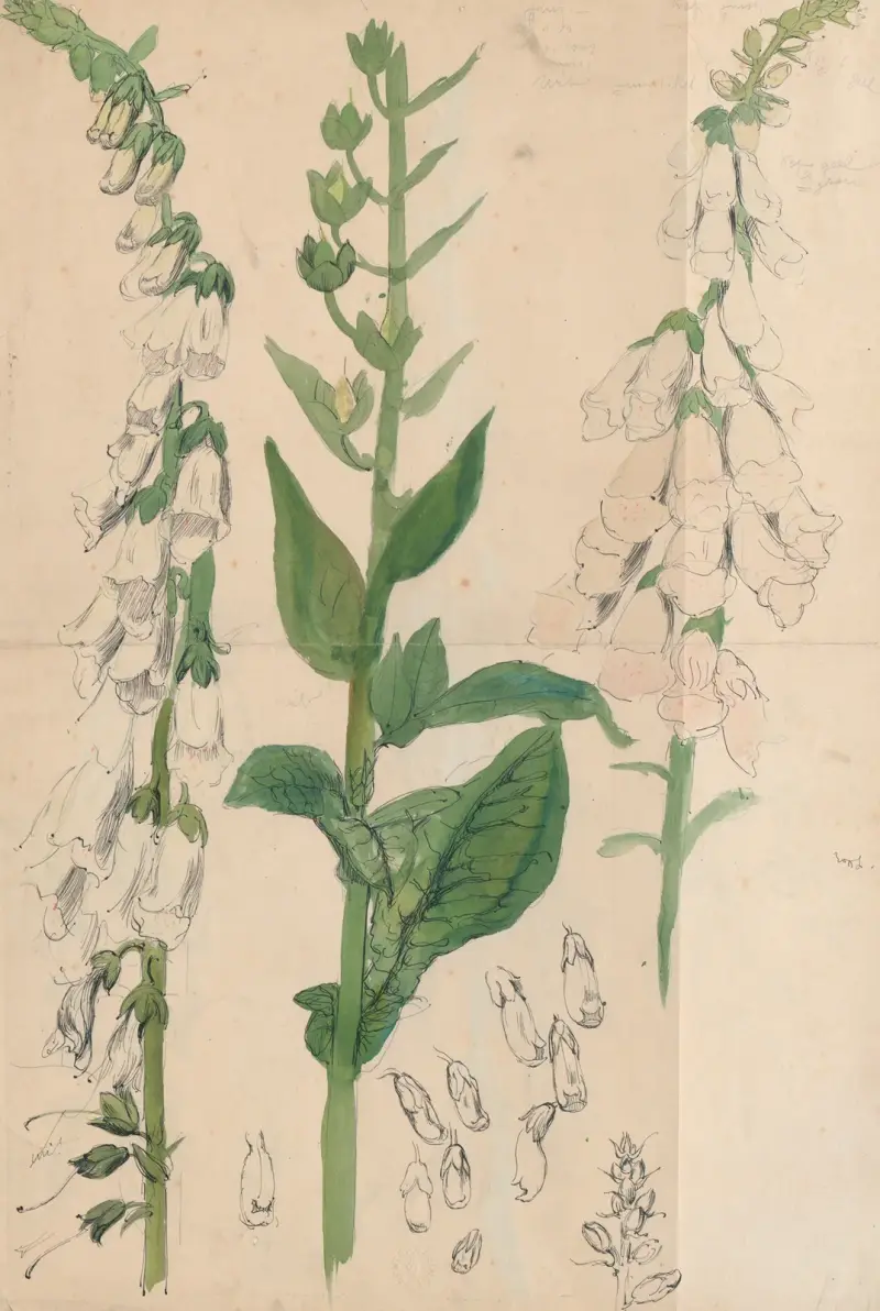 Vit fingerborgsblomma av Alfred Ost