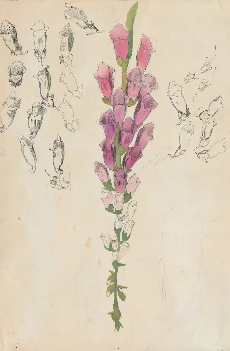 Vit fingerborgsblomma av Alfred Ost