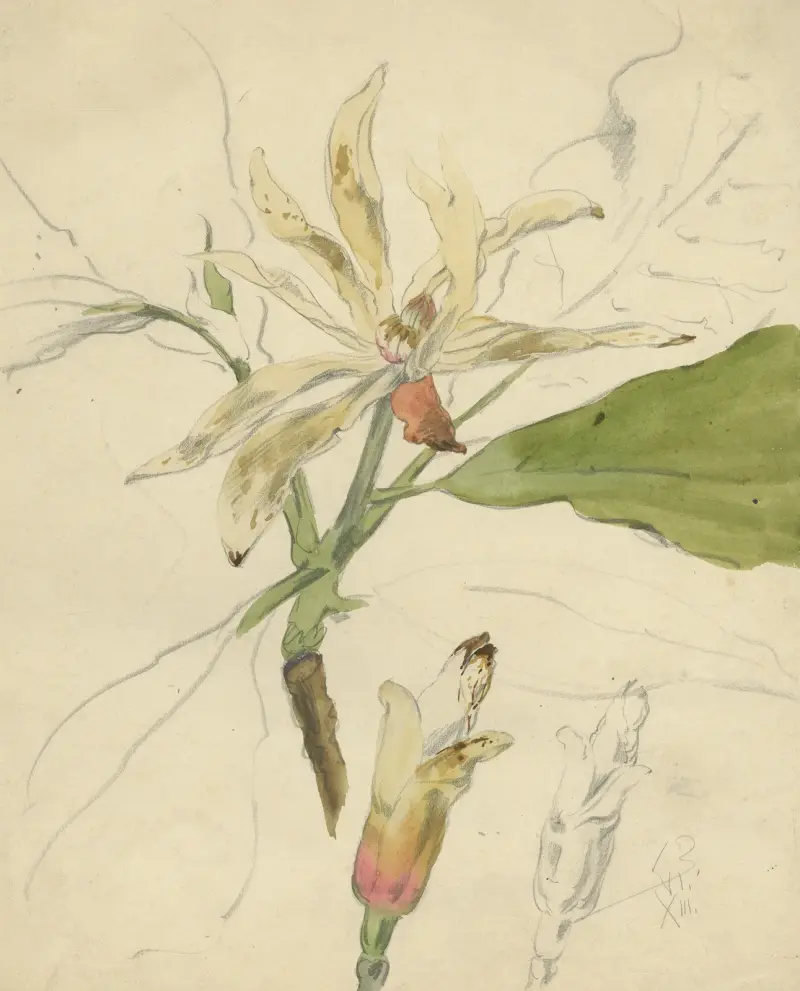 Westliche Magnolien – Nr. 2 von Alfred Ost