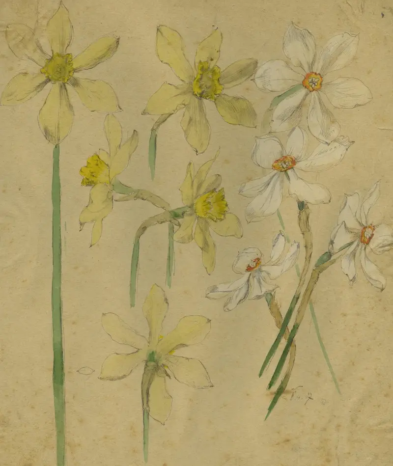 Wilde en witte narcissen av Alfred Ost