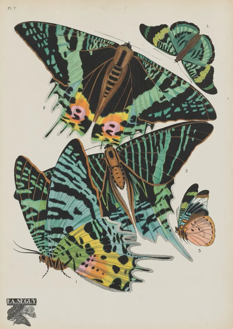 Motýli Pl. 07, Emile-Allain Séguy