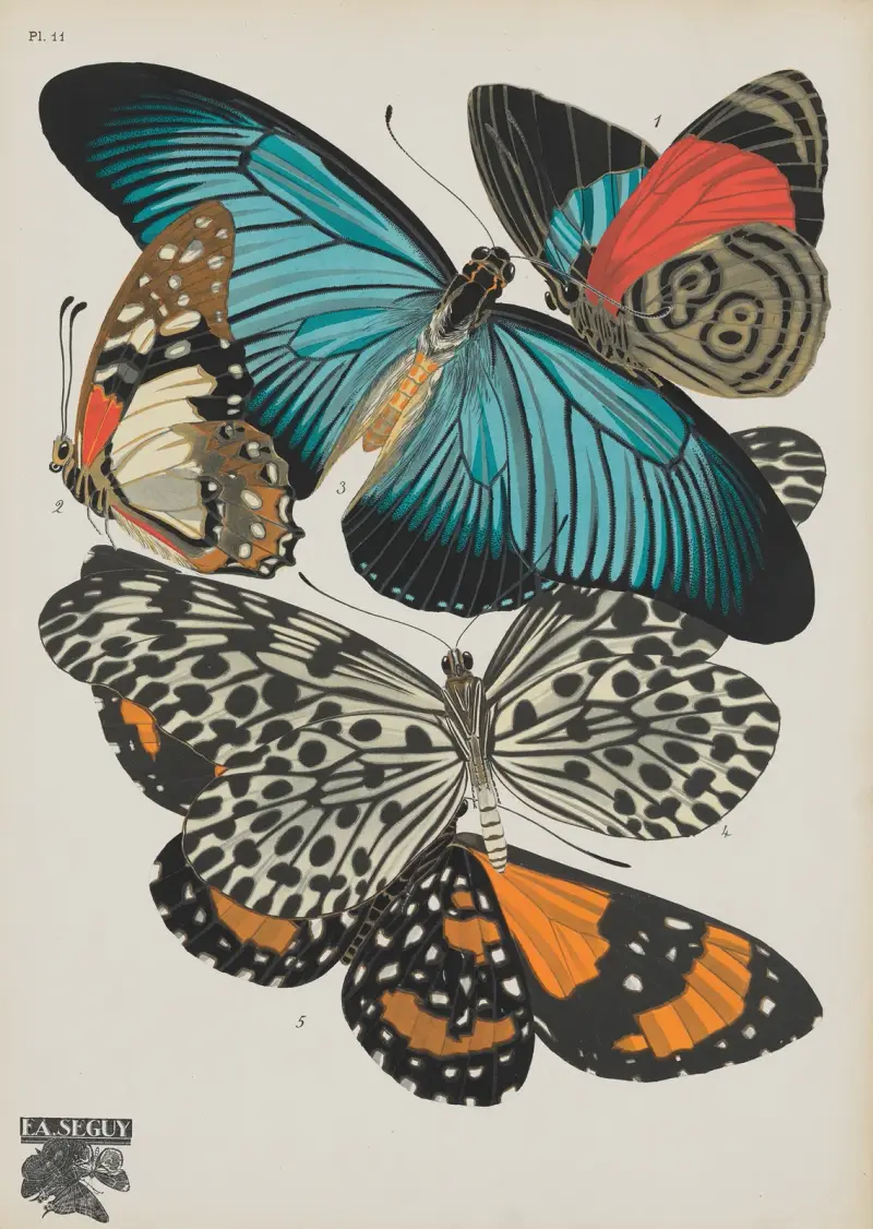 Papillons Taf. 11 von Emile-Allain Séguy