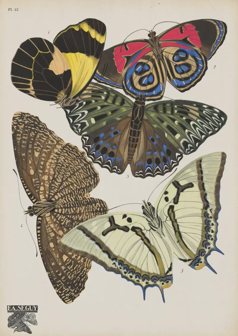 Papillons Pl. 12 von Emile-Allain Séguy