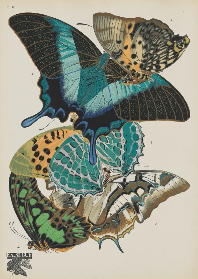 Motýli, tab. 13, Emile-Allain Séguy