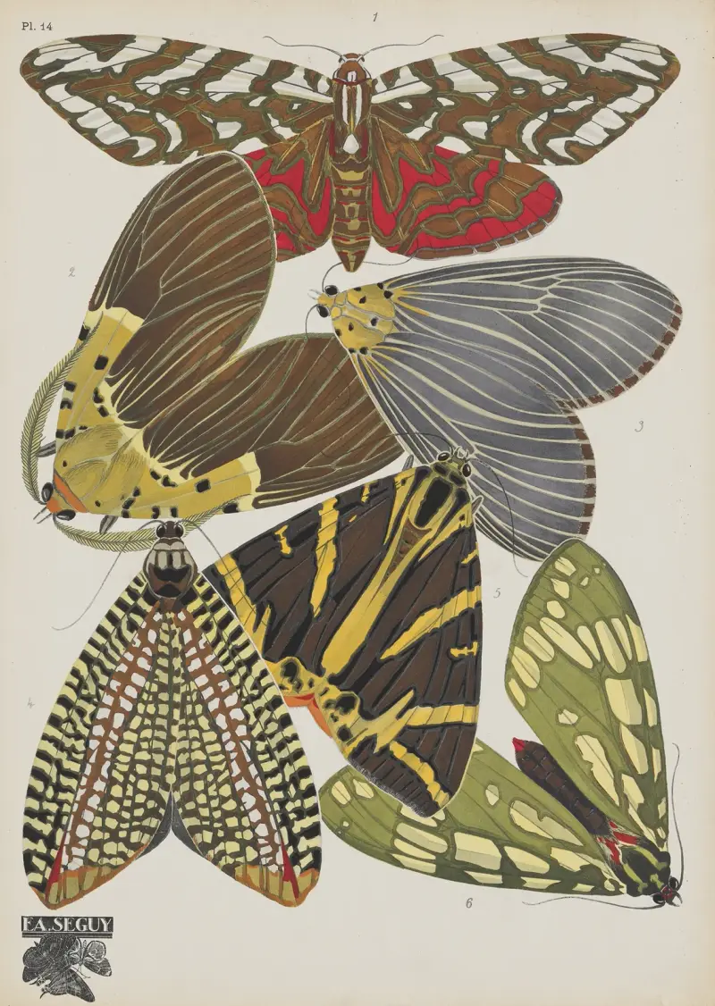 Papillons Pl.14, Emile-Allain Séguy