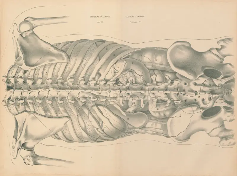 Physical Diagnosis and Clinical Anatomy, 1888 – nr 2 av Jean Allard Jeancon
