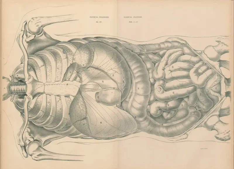 Physical Diagnosis and Clinical Anatomy, 1888 – nr 1 av Jean Allard Jeancon