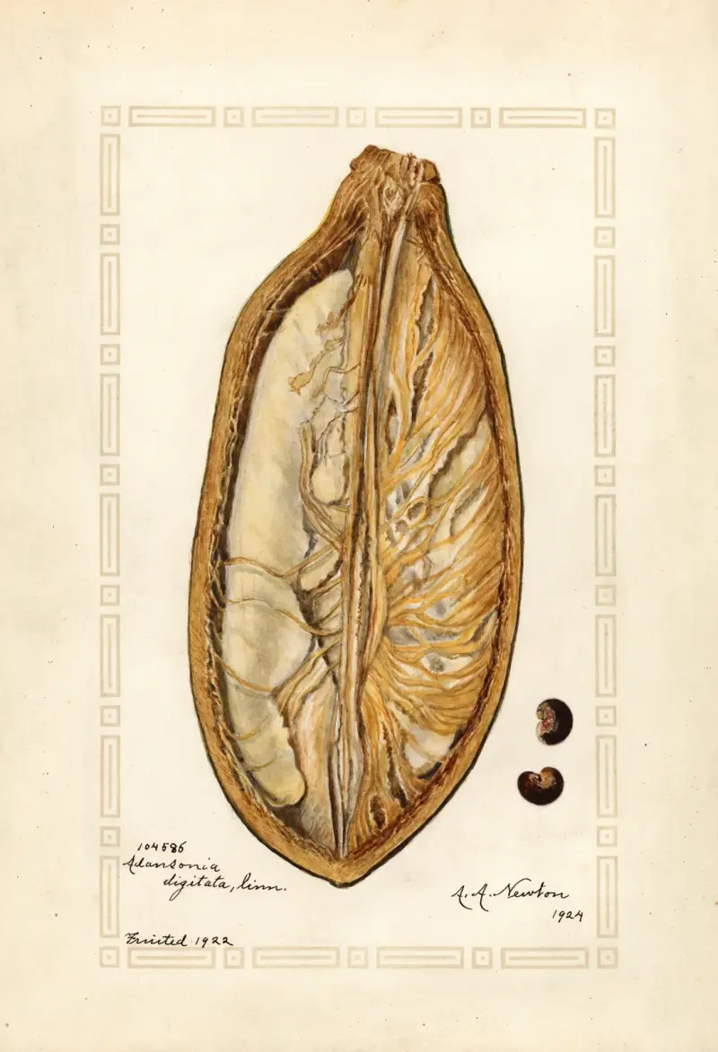 Adansonia digitata av Amanda Almira Newton
