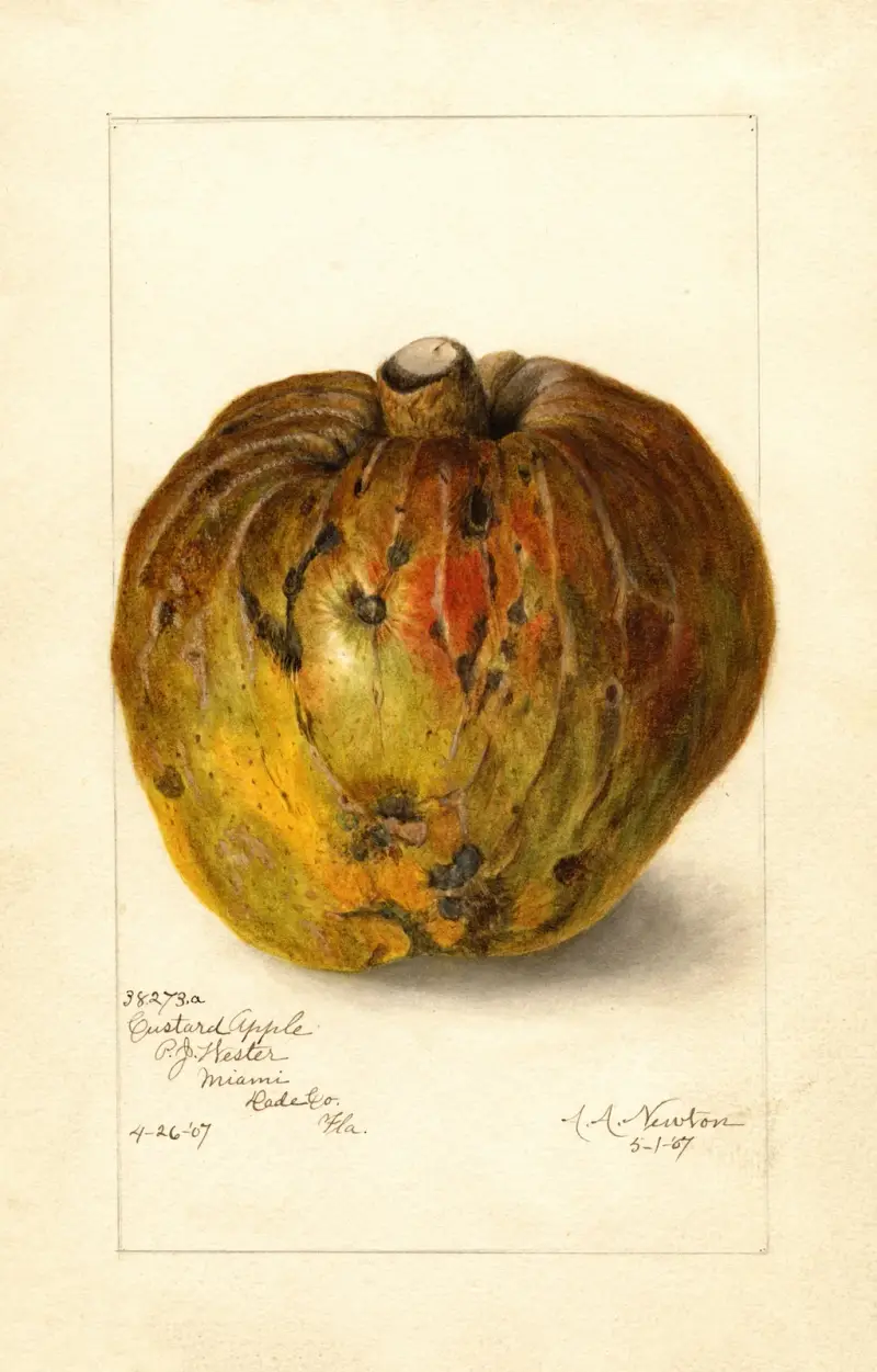 Annona reticulata av Amanda Almira Newton