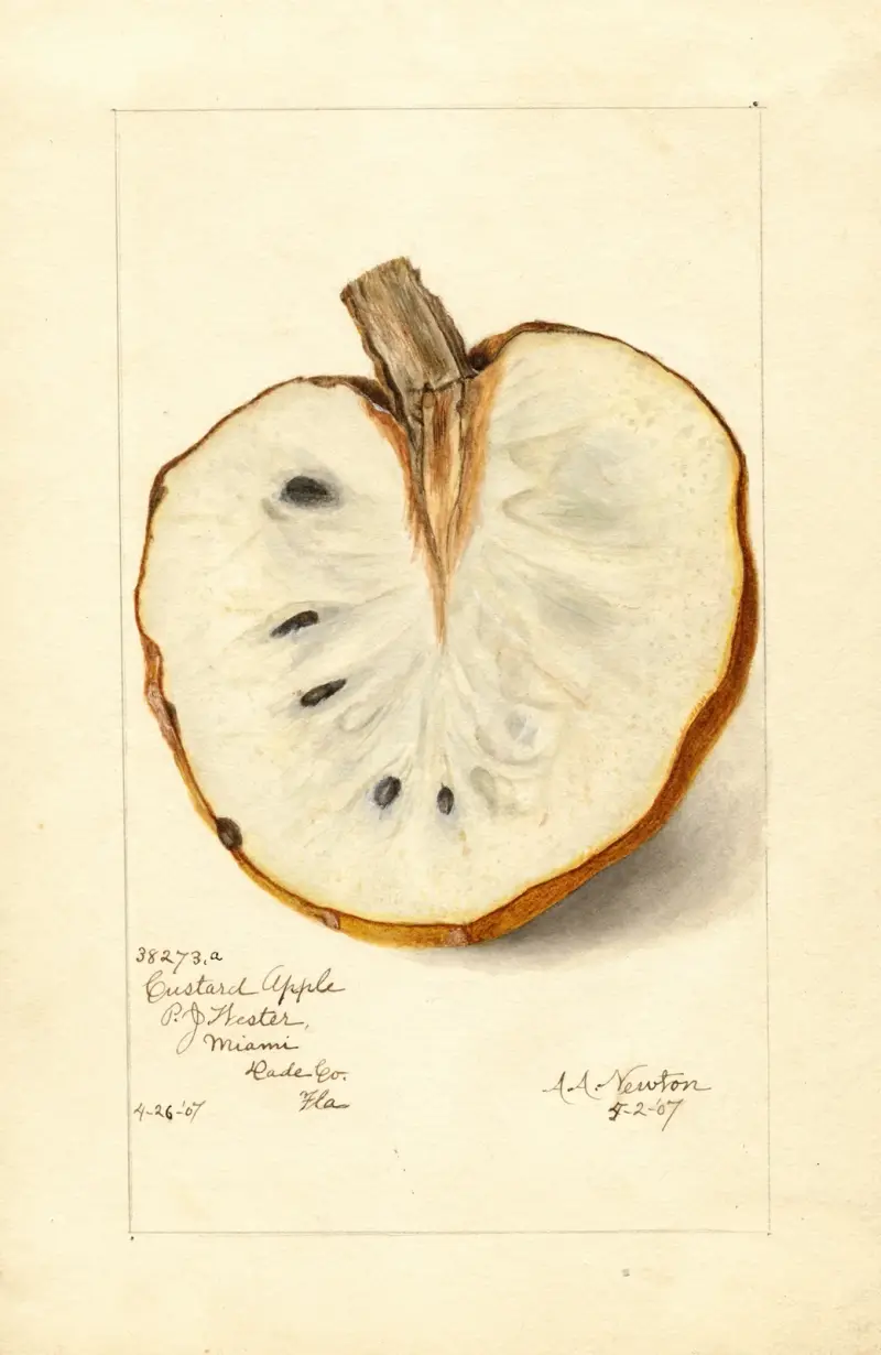 Annona reticulata av Amanda Almira Newton