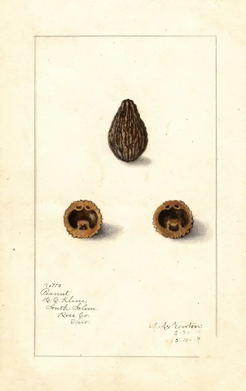 Arachis av Amanda Almira Newton