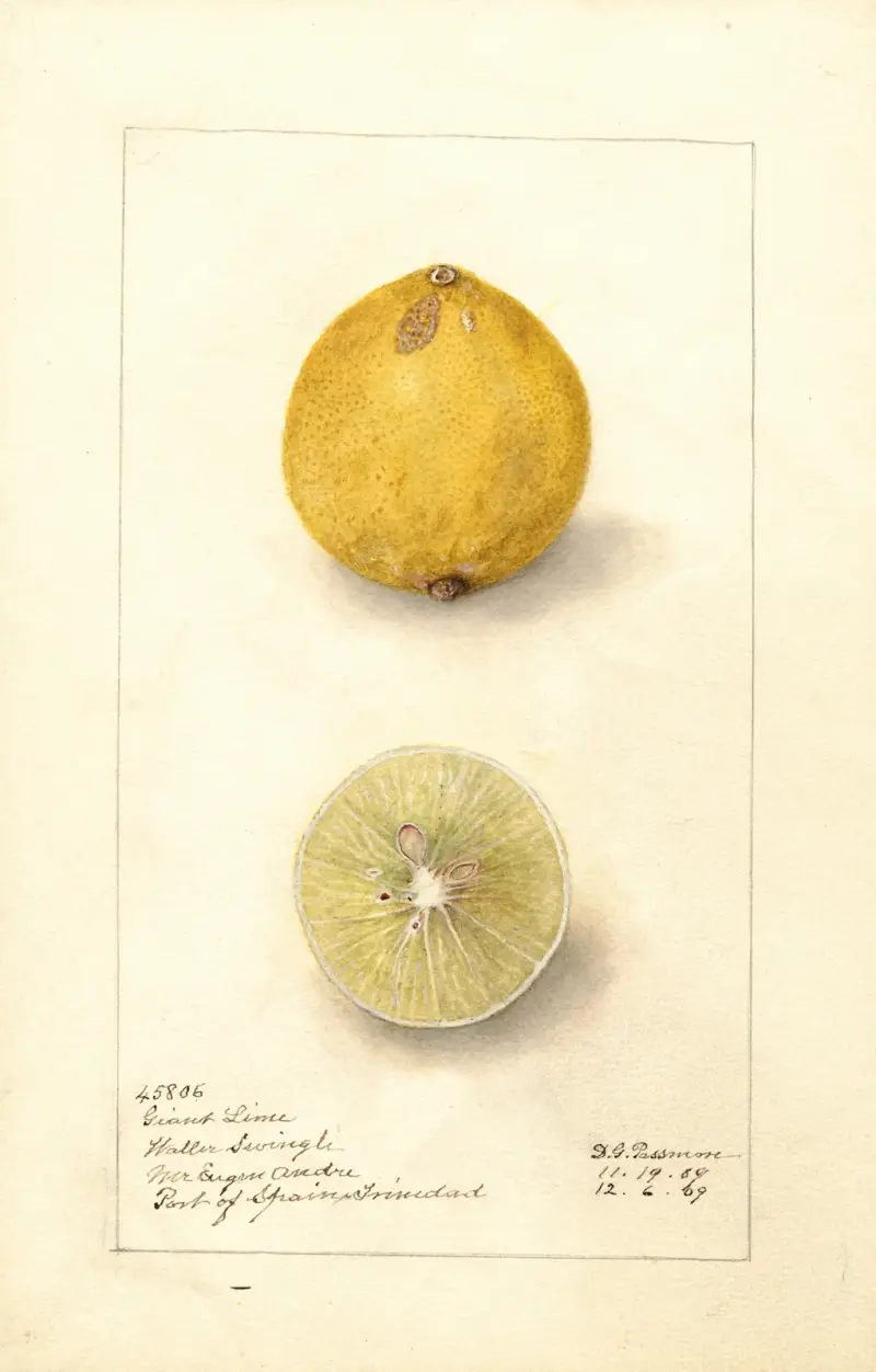 Citrus aurantiifolia: Giant av Amanda Almira Newton
