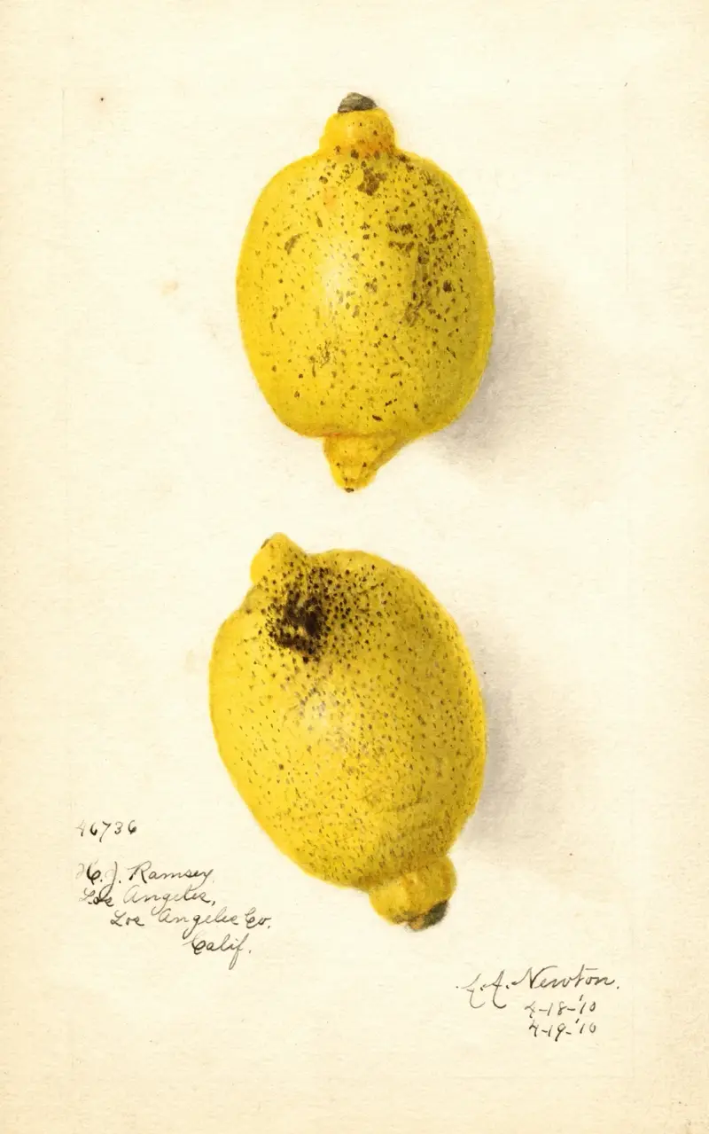 Citrus aurantiifolia von Amanda Almira Newton