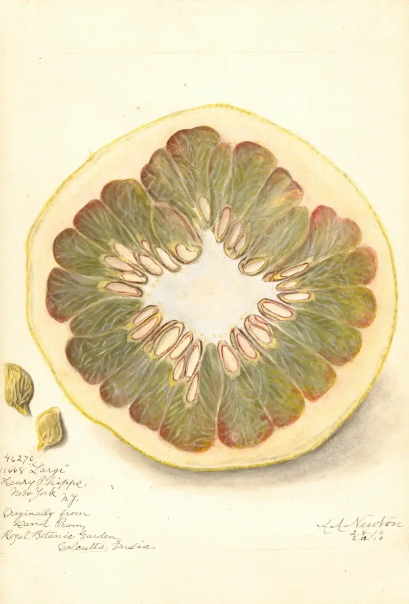 Citrus grandis: 11668 Large av Amanda Almira Newton