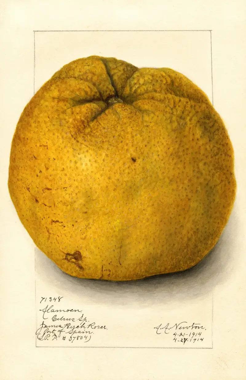 Citrus grandis: Alamoen av Amanda Almira Newton