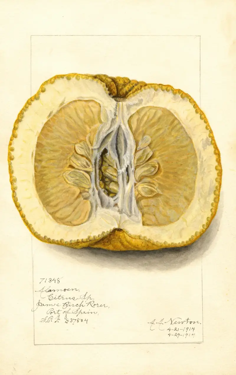 Citrus grandis: Alamoen av Amanda Almira Newton