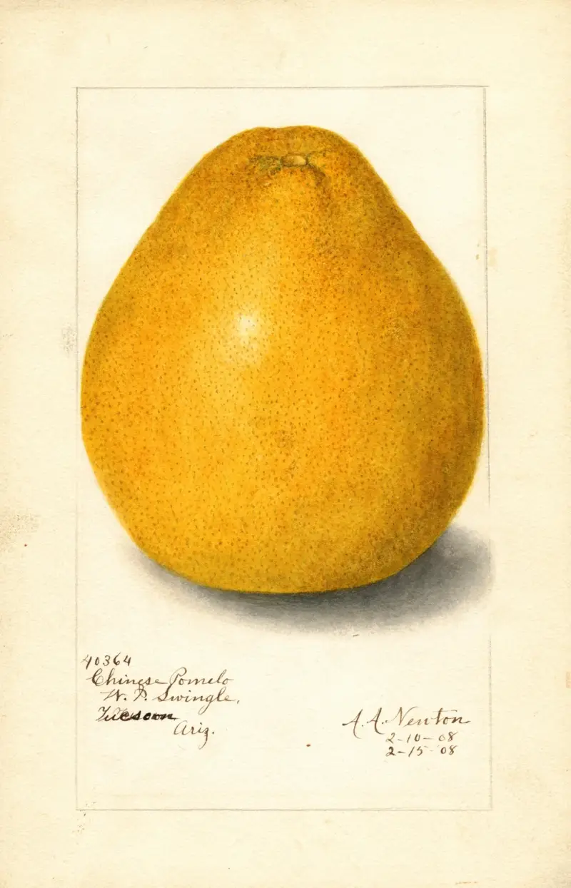 Citrus grandis: Chinese av Amanda Almira Newton
