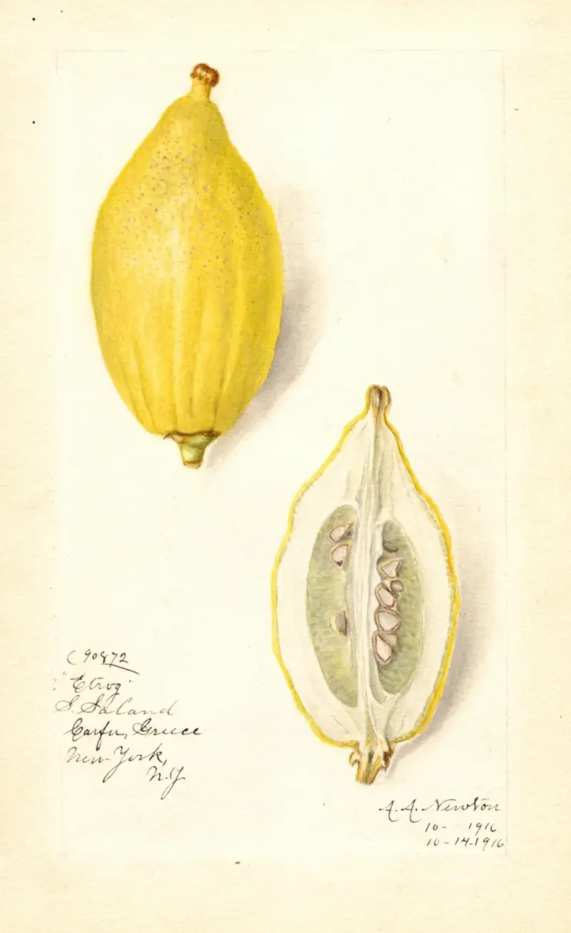 Citrus limon: Etrog av Amanda Almira Newton