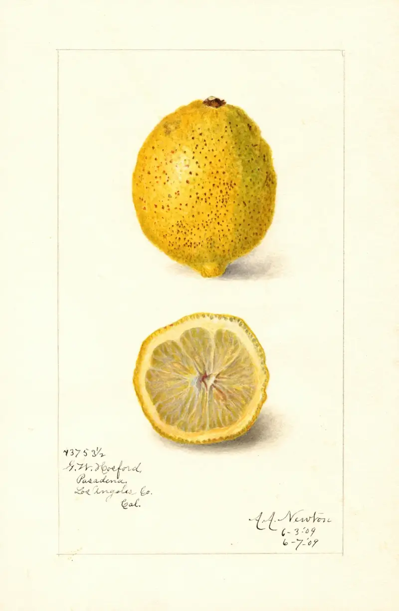 Citrus limon von Amanda Almira Newton