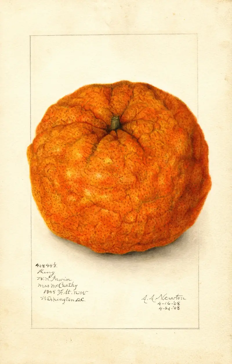 Citrus nobilis: King av Amanda Almira Newton