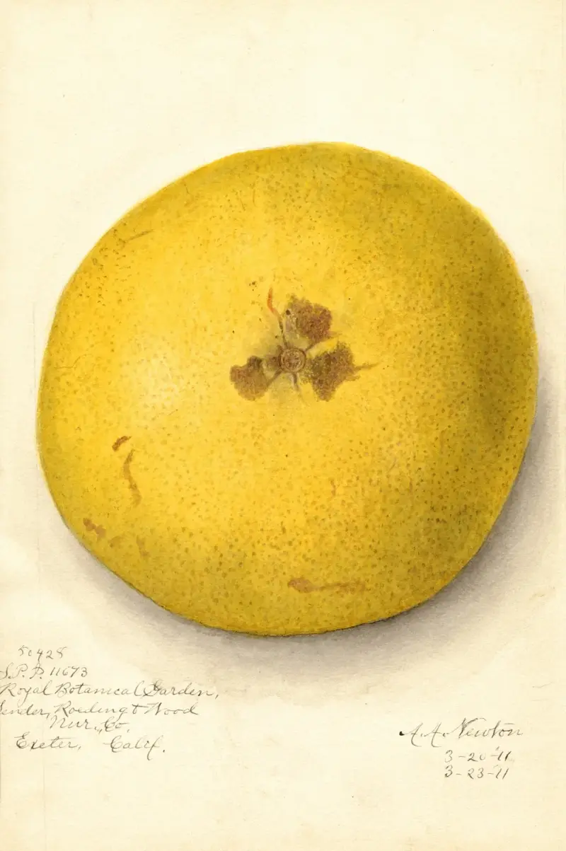 Citrus paradisi, 1911 – nr 2 av Amanda Almira Newton