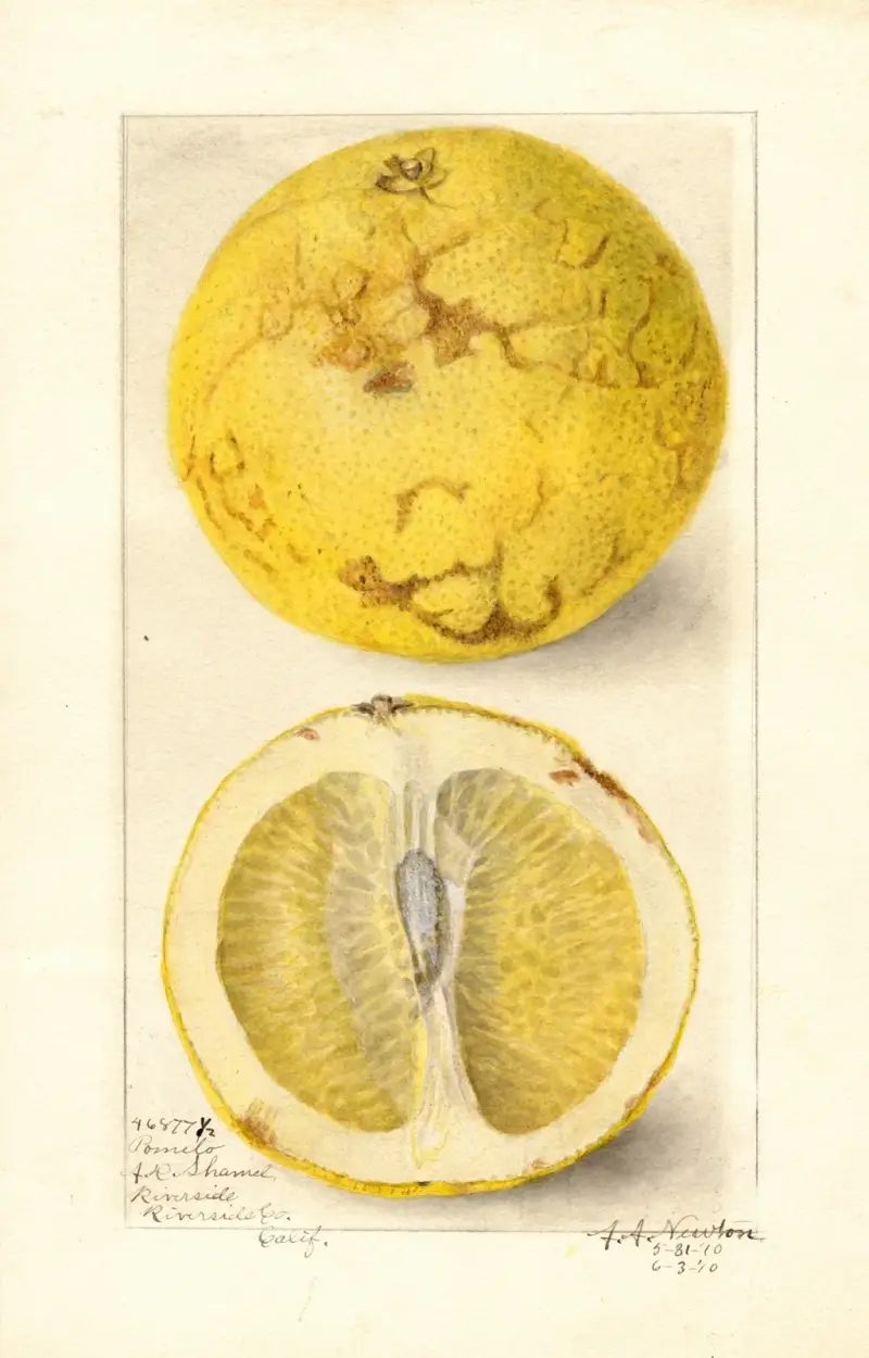 Citrus paradisi av Amanda Almira Newton