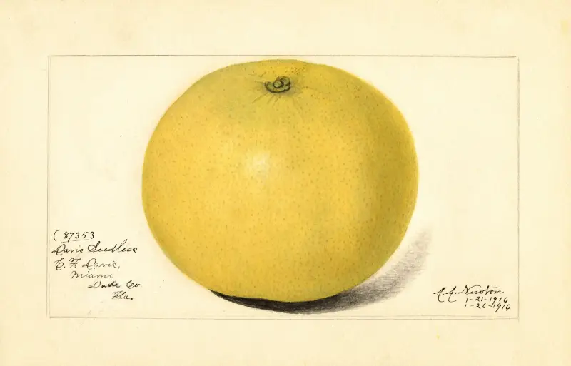 Citrus paradisi: Davis Seedless av Amanda Almira Newton