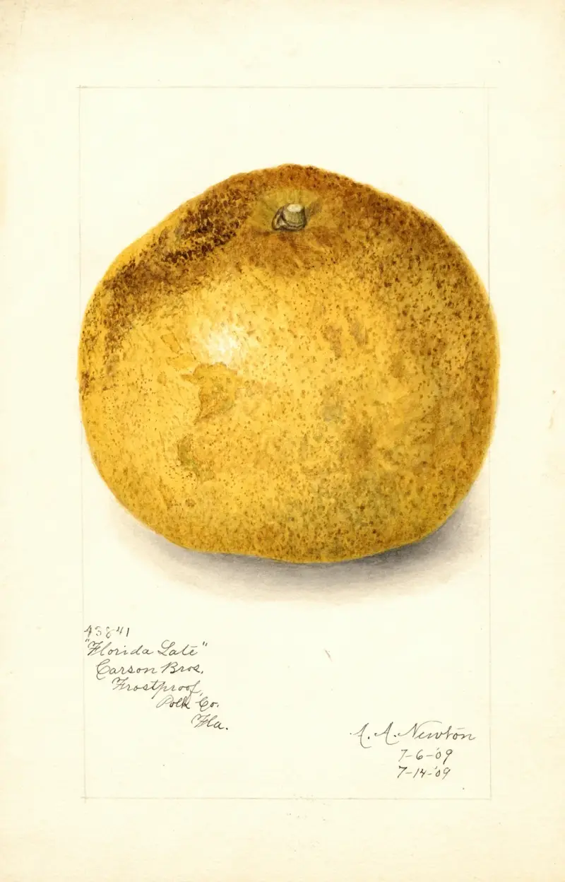 Citrus paradisi: Florida Late av Amanda Almira Newton