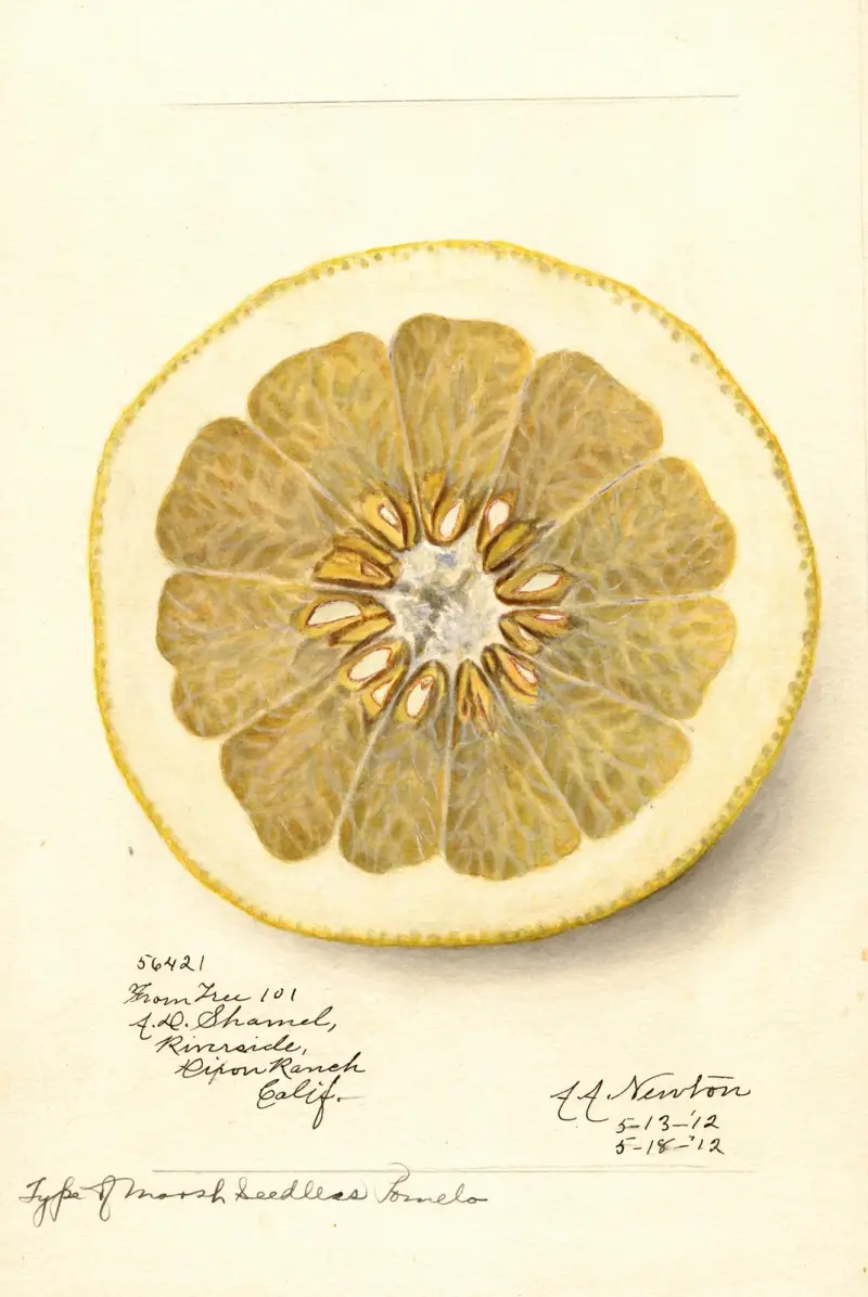 Citrus paradisi: Marsh Seedless, 1912 – nr 2 av Amanda Almira Newton