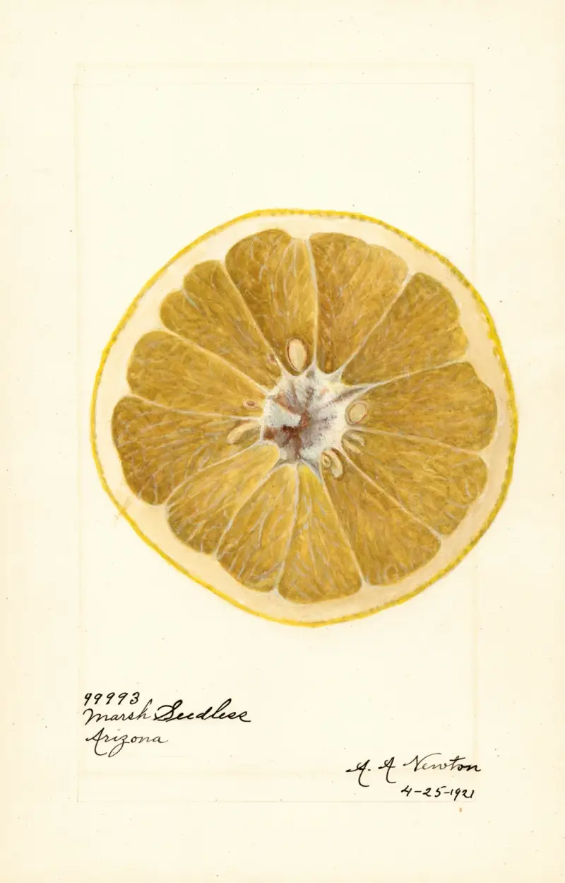 Citrus paradisi: Marsh Seedless av Amanda Almira Newton